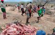 Sh 24 million livestock purchase programme starts in Samburu