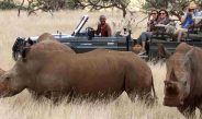 Wildlife Stakeholders Use Technology to Conserve Rhinos Through Unique Identification